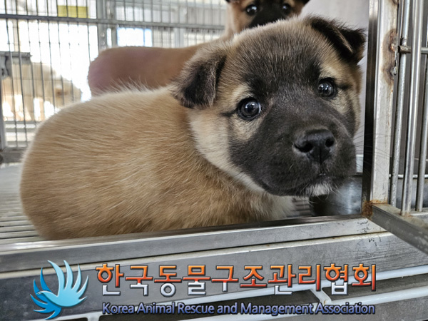 한국동물구조관리협회_441560202401445